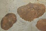 Three Fossil Leaves (Zizyphoides) - Montana #213264-1